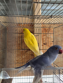 Pappagalli parrocchetti