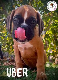 Cuccioli Boxer Maschi Fulvi e Tigrati