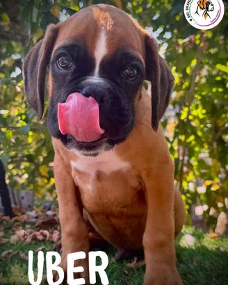 Cuccioli Boxer Maschi Fulvi e Tigrati