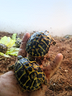 tartarughe-di-terra-hermanniii-2023-con-microchip