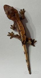 Geco Ciliatus