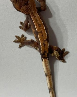 Geco Ciliatus