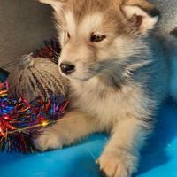 Alaskan Malamute cuccioli