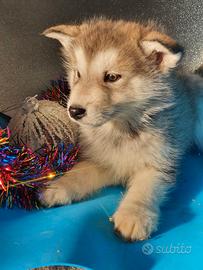 Alaskan Malamute cuccioli