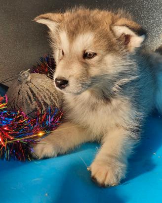 Alaskan Malamute cuccioli