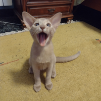 Vendita gattino abissino