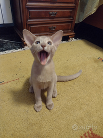 Vendita gattino abissino