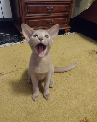 Vendita gattino abissino