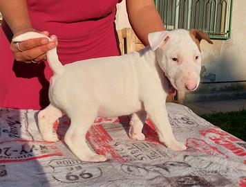 Bull terrier
