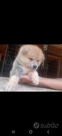 Animali
