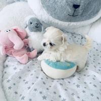 Cuccioli di maltese maschi femmine