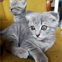Scottish fold