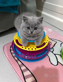 British Shorthair