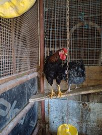 Gallo Incrocio Wyandotte