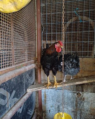 Gallo Incrocio Wyandotte
