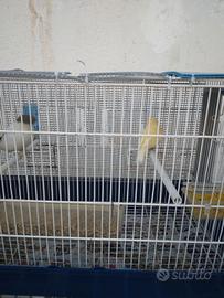Coppia gloster