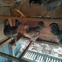 Pulcini di oliver eggs e eggss