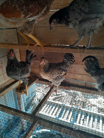 Pulcini di oliver eggs e eggss