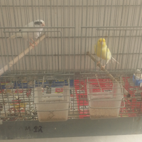 Coppia canarini prima cova