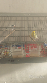 Coppia canarini prima cova