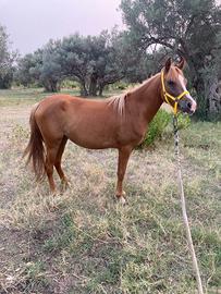 Cavalla
