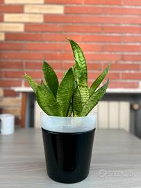 Sansevieria Trifasciata (Varieta Verde)