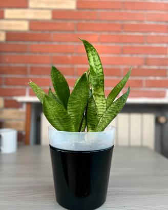 Sansevieria Trifasciata (Varieta Verde)