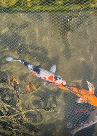Tosai Carpe koi
