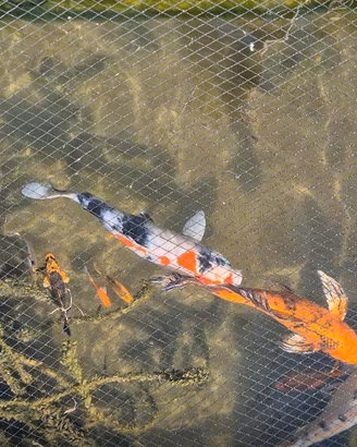Tosai Carpe koi