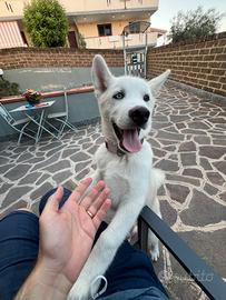 Cucciolo Huskita Maschio