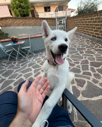 Cucciolo Huskita Maschio
