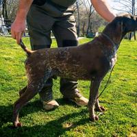 Bracco tedesco maschio