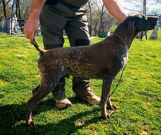 Bracco tedesco maschio