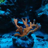 Coralli frag acquario marino