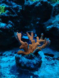Coralli frag acquario marino