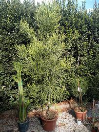Pianta ornamentale 