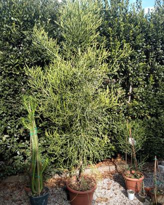 Pianta ornamentale 