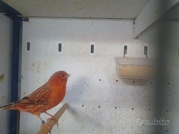 Canarini agata rosso intenso e brinato