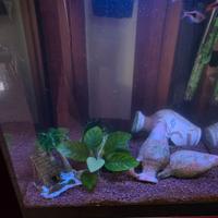 Aquario askoll pure led