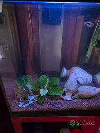 Aquario askoll pure led