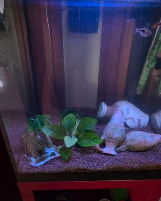 Aquario askoll pure led