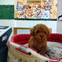 Barboncino mini toy red 3F 2M anche a rate