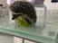 Immagine 2