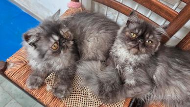 Cucciole persiane ipertipiche femminucce