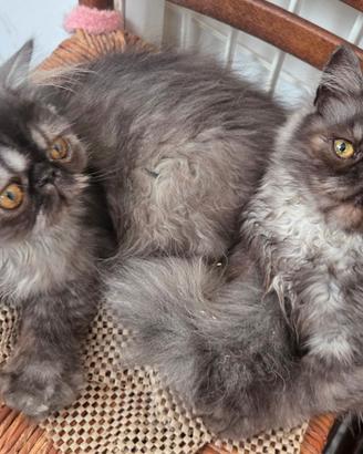 Cucciole persiane ipertipiche femminucce