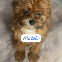 Cuccioli maltipoo