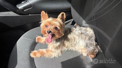 Yorkshire terrier 10 anni