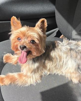 Yorkshire terrier 10 anni