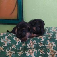Cuccioli Pastore Tedesco Alta Genealogia