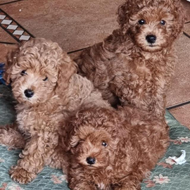 Barboncino nano toy e mini toy